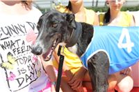 Chrt_dostihy_Greyhound_park_motol_Summer_Prix_Praha_2017_IMG_7181.jpg