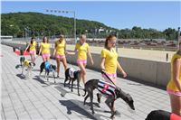 Chrt_dostihy_Greyhound_park_motol_Summer_Prix_Praha_2017_IMG_7211.jpg