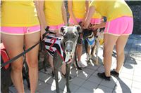 Chrt_dostihy_Greyhound_park_motol_Summer_Prix_Praha_2017_IMG_7227.jpg