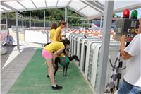 Chrt_dostihy_Greyhound_park_motol_Summer_Prix_Praha_2017_IMG_7234.jpg