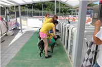 Chrt_dostihy_Greyhound_park_motol_Summer_Prix_Praha_2017_IMG_7235.jpg