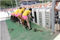 Chrt_dostihy_Greyhound_park_motol_Summer_Prix_Praha_2017_IMG_7236.jpg