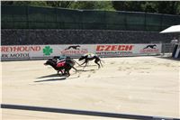 Chrt_dostihy_Greyhound_park_motol_Summer_Prix_Praha_2017_IMG_7244.jpg