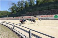 Chrt_dostihy_Greyhound_park_motol_Summer_Prix_Praha_2017_IMG_7245.jpg