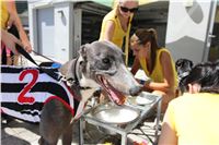 Chrt_dostihy_Greyhound_park_motol_Summer_Prix_Praha_2017_IMG_7260.jpg