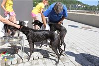 Chrt_dostihy_Greyhound_park_motol_Summer_Prix_Praha_2017_IMG_7273.jpg