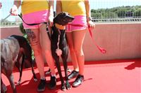 Chrt_dostihy_Greyhound_park_motol_Summer_Prix_Praha_2017_IMG_7305.jpg