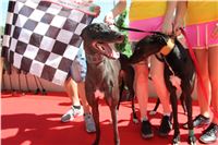 Chrt_dostihy_Greyhound_park_motol_Summer_Prix_Praha_2017_IMG_7306.jpg