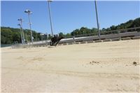 Chrt_dostihy_Greyhound_park_motol_Summer_Prix_Praha_2017_IMG_7312.jpg