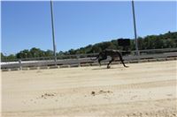 Chrt_dostihy_Greyhound_park_motol_Summer_Prix_Praha_2017_IMG_7313.jpg