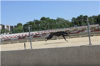 Chrt_dostihy_Greyhound_park_motol_Summer_Prix_Praha_2017_IMG_7316.jpg