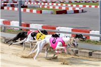 Chrti_dostihy_Greyhound_Company_Cup_Racing_Prague_CGDF (5).JPG