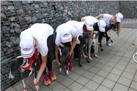 Chrti_dostihy_Greyhound_Company_Cup_Racing_Prague_CGDF_IMG_8238.jpg