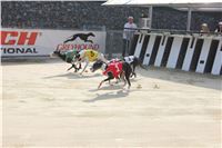 Chrti_dostihy_Greyhound_Company_Cup_Racing_Prague_CGDF_IMG_8245.jpg