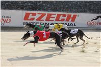 Chrti_dostihy_Greyhound_Company_Cup_Racing_Prague_CGDF_IMG_8246.jpg