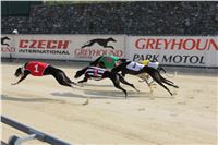 Chrti_dostihy_Greyhound_Company_Cup_Racing_Prague_CGDF_IMG_8248.jpg