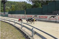 Chrti_dostihy_Greyhound_Company_Cup_Racing_Prague_CGDF_IMG_8250.jpg