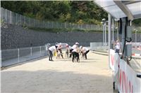 Chrti_dostihy_Greyhound_Company_Cup_Racing_Prague_CGDF_IMG_8253.jpg