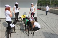 Chrti_dostihy_Greyhound_Company_Cup_Racing_Prague_CGDF_IMG_8263.jpg