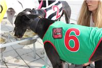 Chrti_dostihy_Greyhound_Company_Cup_Racing_Prague_CGDF_IMG_8264.jpg