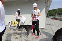 Chrti_dostihy_Greyhound_Company_Cup_Racing_Prague_CGDF_IMG_8268.jpg