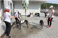 Chrti_dostihy_Greyhound_Company_Cup_Racing_Prague_CGDF_IMG_8270.jpg