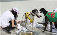 Chrti_dostihy_Greyhound_Company_Cup_Racing_Prague_CGDF_IMG_8272.jpg