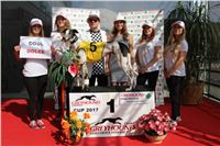 Chrti_dostihy_Greyhound_Company_Cup_Racing_Prague_CGDF_IMG_8281.jpg