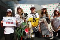 Chrti_dostihy_Greyhound_Company_Cup_Racing_Prague_CGDF_IMG_8282.jpg