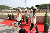 Chrti_dostihy_Greyhound_Company_Cup_Racing_Prague_CGDF_IMG_8329.jpg