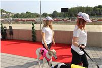 Chrti_dostihy_Greyhound_Company_Cup_Racing_Prague_CGDF_IMG_8332.jpg