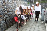 Chrti_dostihy_Greyhound_Company_Cup_Racing_Prague_CGDF_IMG_8349.jpg