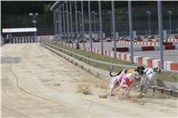 Chrti_dostihy_Greyhound_Company_Cup_Racing_Prague_CGDF_IMG_8366.jpg