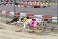 Chrti_dostihy_Greyhound_Company_Cup_Racing_Prague_CGDF_IMG_8367.jpg