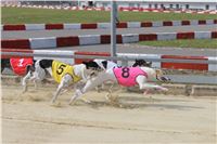Chrti_dostihy_Greyhound_Company_Cup_Racing_Prague_CGDF_IMG_8368.jpg