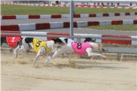 Chrti_dostihy_Greyhound_Company_Cup_Racing_Prague_CGDF_IMG_8368.jpg