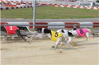 Chrti_dostihy_Greyhound_Company_Cup_Racing_Prague_CGDF_IMG_8369.jpg