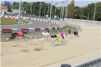 Chrti_dostihy_Greyhound_Company_Cup_Racing_Prague_CGDF_IMG_8370.jpg