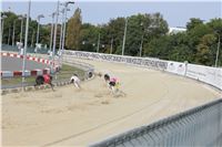 Chrti_dostihy_Greyhound_Company_Cup_Racing_Prague_CGDF_IMG_8371.jpg