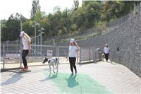 Chrti_dostihy_Greyhound_Company_Cup_Racing_Prague_CGDF_IMG_8382.jpg