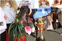 Chrti_dostihy_Greyhound_Company_Cup_Racing_Prague_CGDF_IMG_8412.jpg