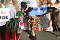 Chrti_dostihy_Greyhound_Company_Cup_Racing_Prague_CGDF_IMG_8413.jpg