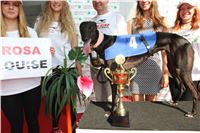 Chrti_dostihy_Greyhound_Company_Cup_Racing_Prague_CGDF_IMG_8414.jpg