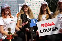 Chrti_dostihy_Greyhound_Company_Cup_Racing_Prague_CGDF_IMG_8419.jpg