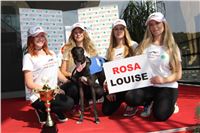 Chrti_dostihy_Greyhound_Company_Cup_Racing_Prague_CGDF_IMG_8420.jpg