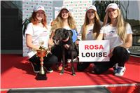 Chrti_dostihy_Greyhound_Company_Cup_Racing_Prague_CGDF_IMG_8423.jpg