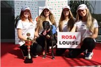 Chrti_dostihy_Greyhound_Company_Cup_Racing_Prague_CGDF_IMG_8428.jpg