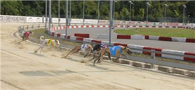 Chrti_dostihy_Greyhound_Company_Cup_Racing_Prague_CGDF_IMG_8471 – kopie.jpg