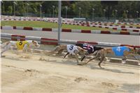 Chrti_dostihy_Greyhound_Company_Cup_Racing_Prague_CGDF_IMG_8472.jpg