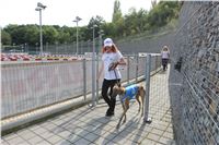 Chrti_dostihy_Greyhound_Company_Cup_Racing_Prague_CGDF_IMG_8476.jpg